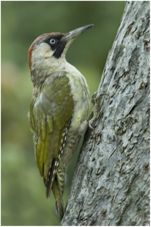 Green Woodpecker On Tree Trunk